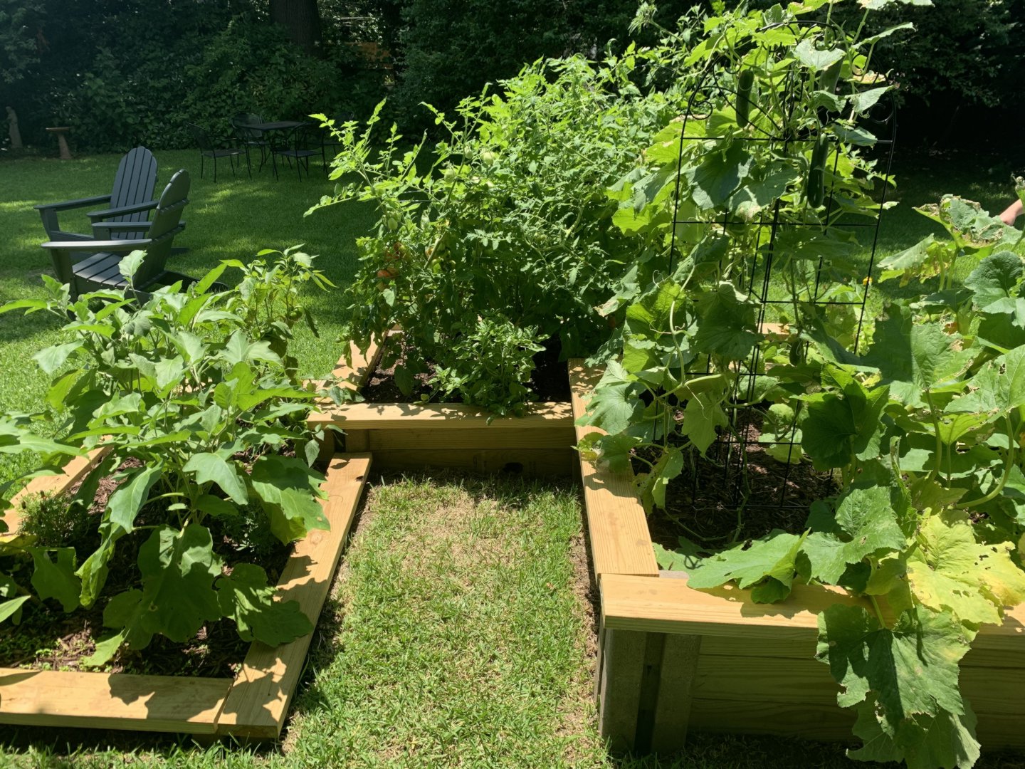 Gardening adventures in our backyard