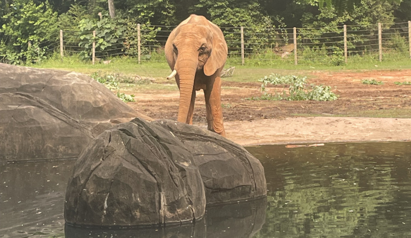 Elephant drinking water